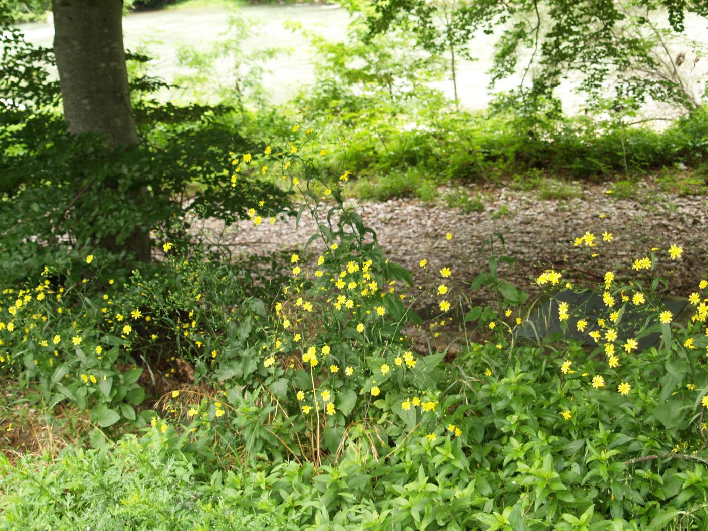 Nipplewort, Perennial plant